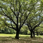 気持ちの良い緑地