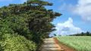 シュガートレイン廃線跡を辿る