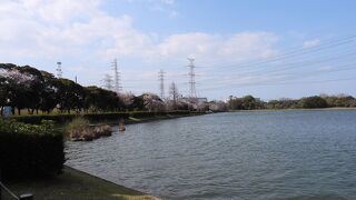 神之池緑地公園の桜がきれいでした。