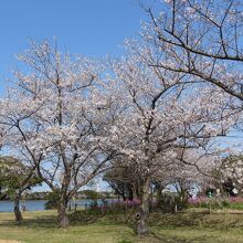 神之池緑地公園の桜