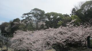 春の小田原城