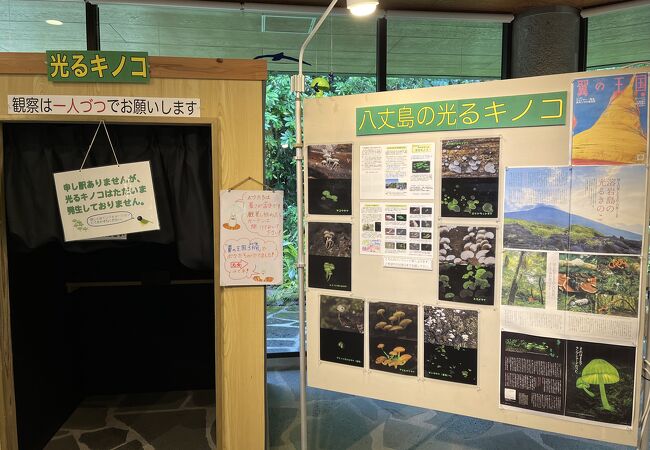 光るキノコの展示がある