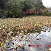 11月だったので花はありませんが、蓮が湖面一杯に広がっていました