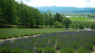 綺麗に整備されていて、気持ちよく鑑賞できます。