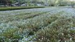 青の洞門のネモフィラ