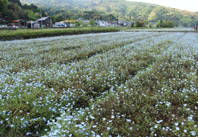 青の洞門のネモフィラ