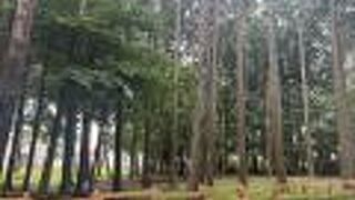 森林浴を楽しめる公園