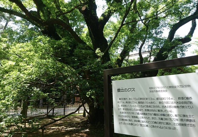 浜松八幡宮境内にそびえる