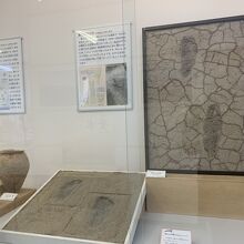 垂水区の遺跡で発見された縄文時代人の足跡も展示。