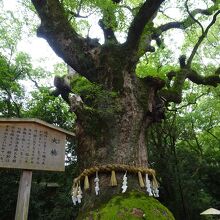 しめ縄が巻かれた大楠の前で、パワー充電？！