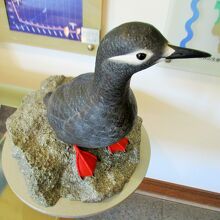 北海道海鳥センター