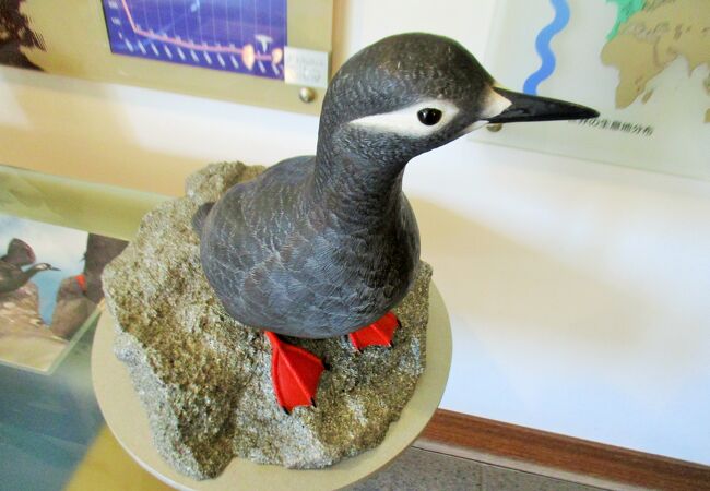 羽幌町にある北海道海鳥センターを見学