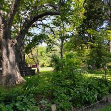 公園内の植物園を歩く。