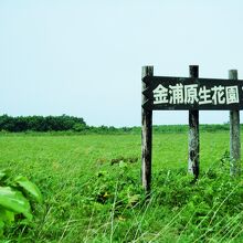 金浦原生花園