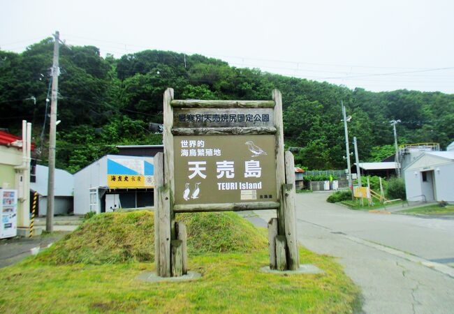 人口350人・野良猫200～300匹・海鳥100万羽渡ってくる北海道日本海の島　天売島へ