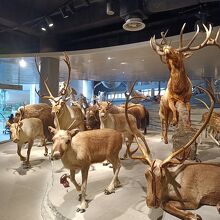 上海自然博物館