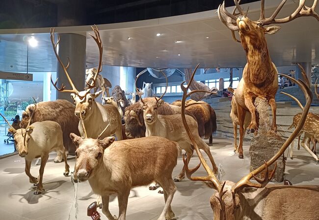 上海自然博物館