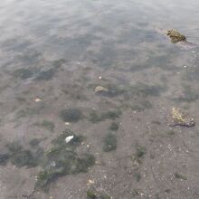 浅瀬の海藻に群がる小魚