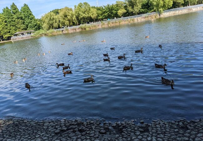 舎人公園 クチコミ アクセス 営業時間 西新井 舎人 綾瀬 フォートラベル