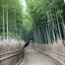 嵐山の竹林。