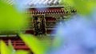 アジサイの種類も豊富で孔雀もいます。