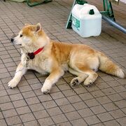 秋田犬を見て癒されよう