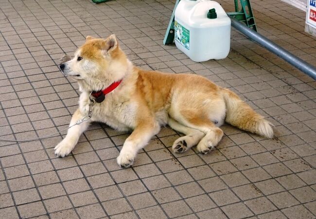 秋田犬を見て癒されよう