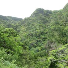 多雨地帯紀伊半島南部にあるので緑が非常に濃いです