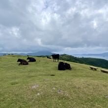 摩天崖トップの放牧地で見た牛、馬たち