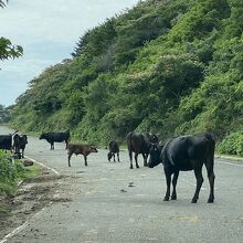 途中の道路が牛に占領されていました