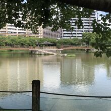 鳥栖中央公園の中心になる池です。島には橋を使って渡れます。