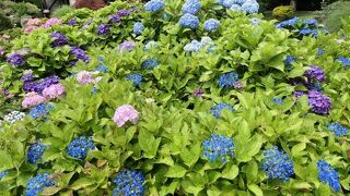 ６月はアジサイとガラスの競演♪