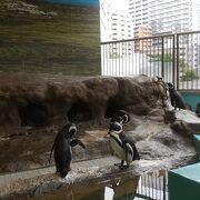 コンパクトだけど見ごたえのある水族館