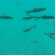 水中展望室の窓から泳いでいる淡水魚が見える。