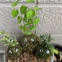 結局、苔玉三兄弟が家に来ました。