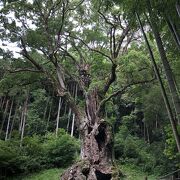 さすが武雄の大楠