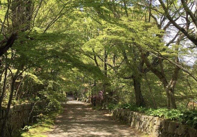 新緑のトンネルが綺麗