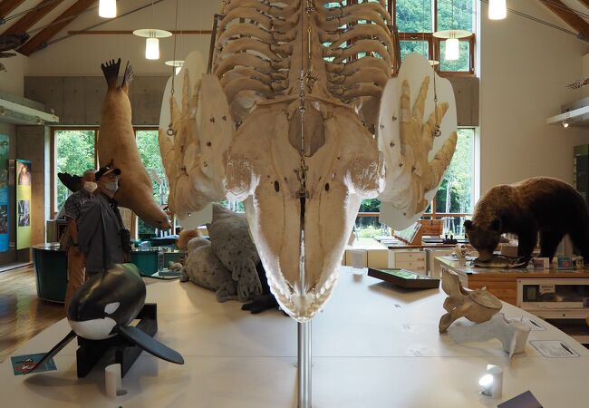 シャチの骨格標本が印象的