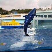 子どもも大人も楽しめる体験できる水族館♪