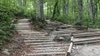 大山山頂までの登山道！果てしなく丸太の階段が続きます