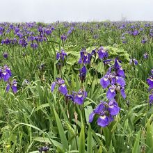 ヒオウギアヤメの群落