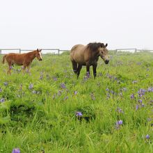 馬が放牧されている