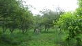 小さな浄水寺。白い馬と黒い牛。