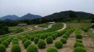 ひまわりが綺麗でした