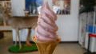 知床五湖散策の休憩に