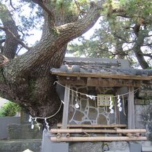 ３手水舎と立派な松の木