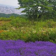 ラベンダーが満開でした