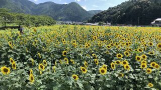 ひまわり柚遊農園