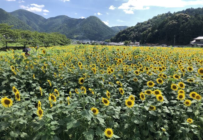 ひまわり柚遊農園