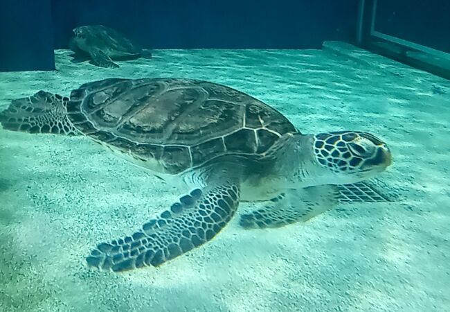 海洋館・水族館